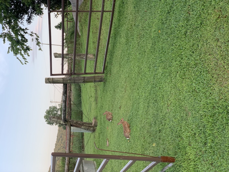 Ozarks — photograph 7