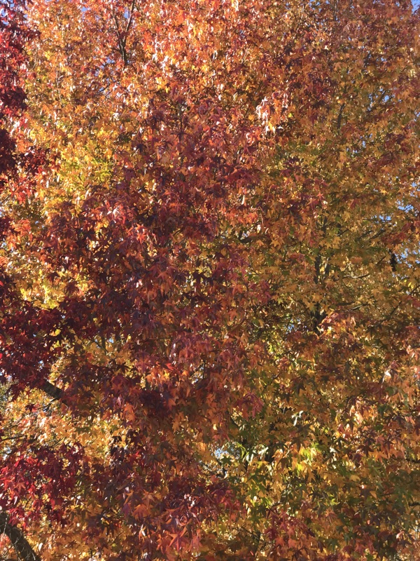 Ozarks — photograph 18